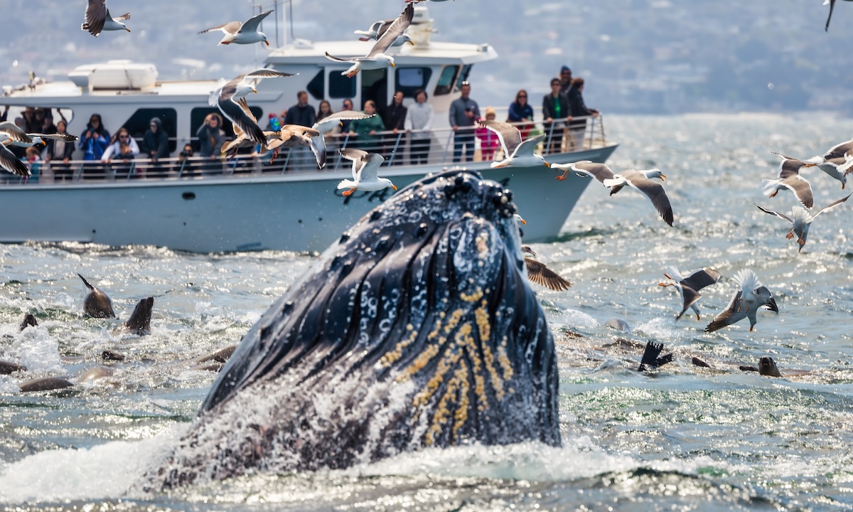 Monterey Bay