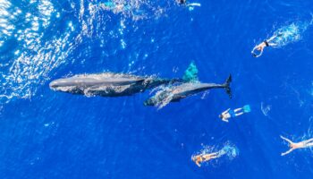 Whales