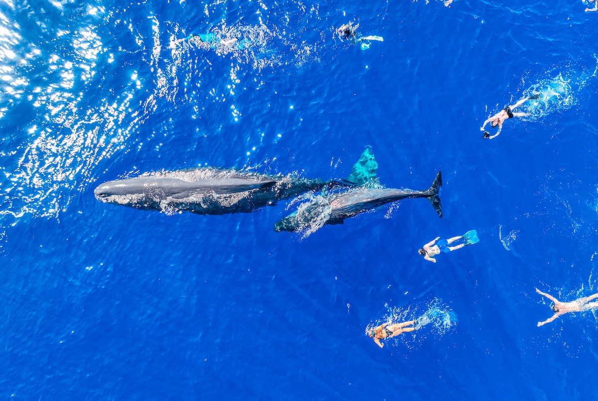 Whales