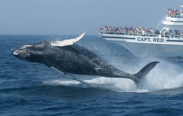 whale tour in cape cod