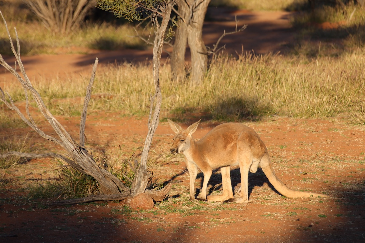 Alice Springs