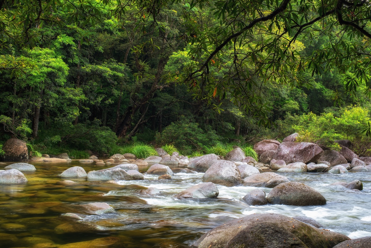 Daintree Rainforest