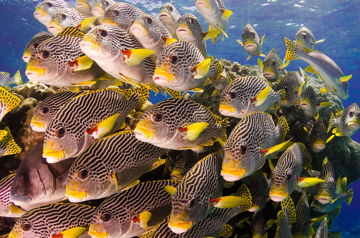 Great Barrier Reef