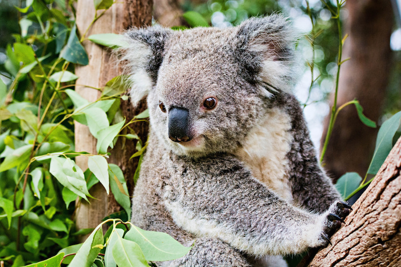 Taronga Zoo