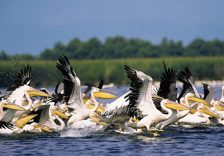 Danube Delta