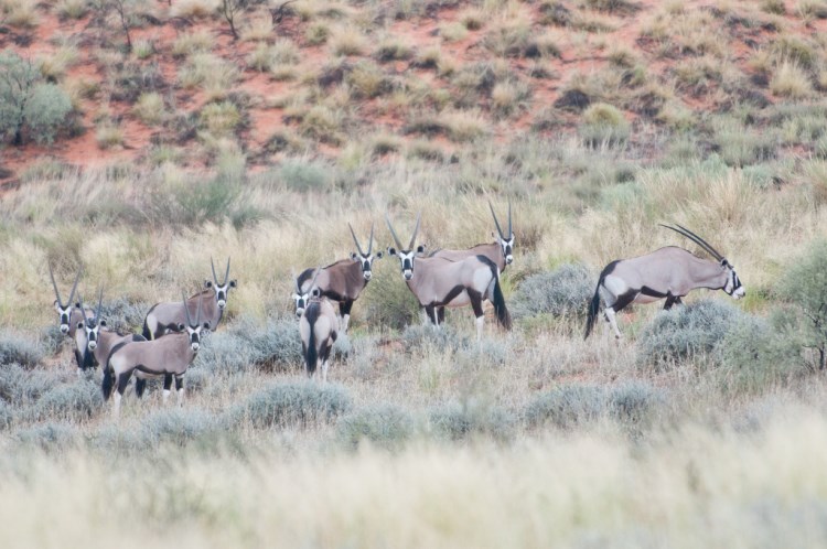 Kgalagadi Transfrontier Park