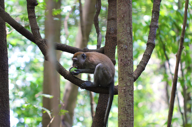 Bukit Timah Nature Reserve