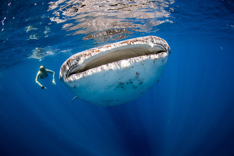 Donsol Bay Whale Sharks