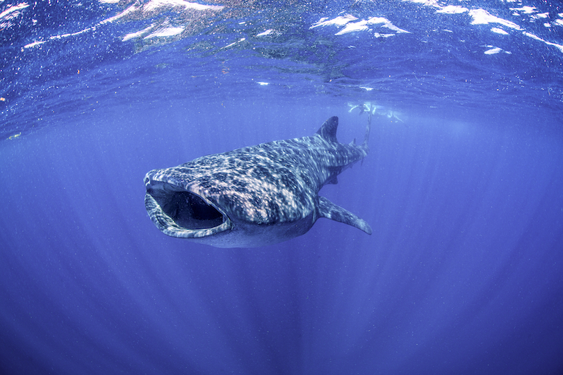 Holbox Whale Sharks
