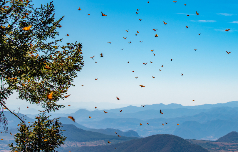 Monarch Butterfly Migration