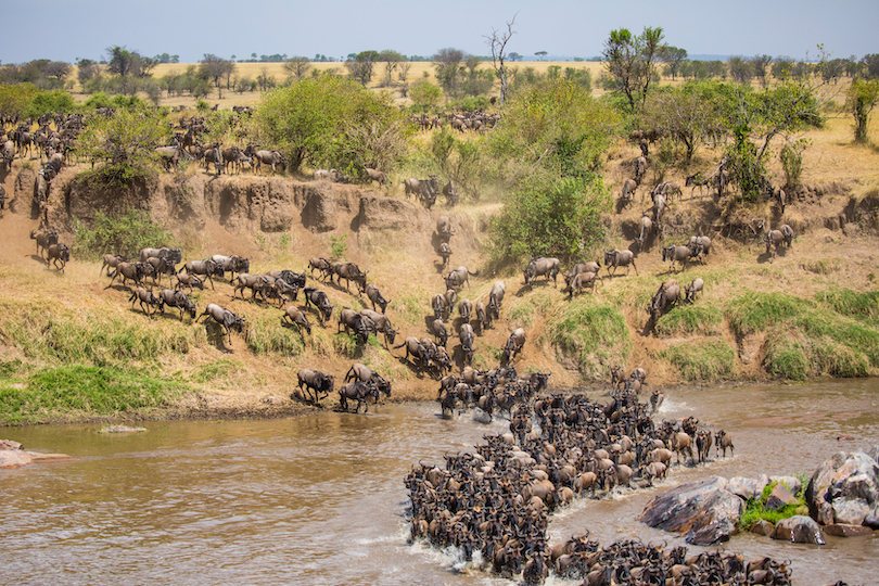 Serengeti Migration