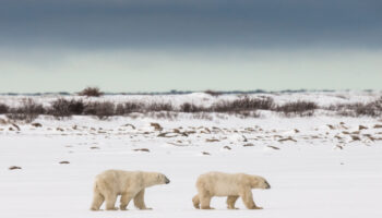 Churchill Polar Bears