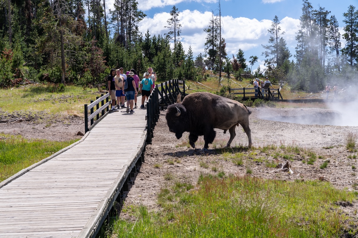 Yellowstone