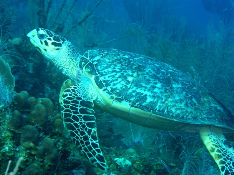 Belize Barrier Reef