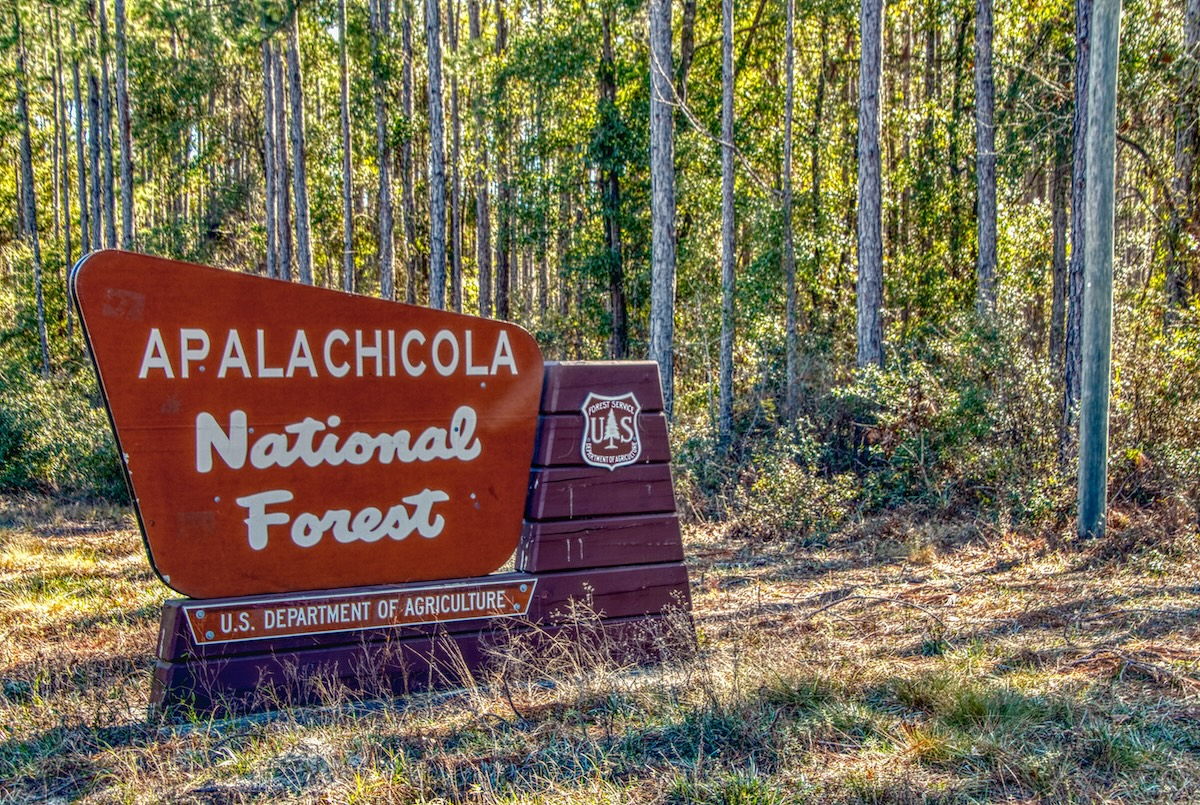 Apalachicola National Forest