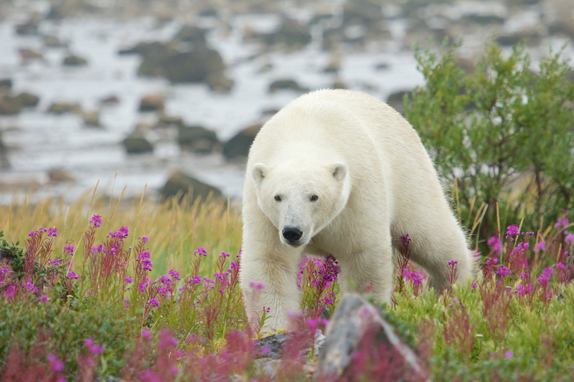 Polar Bears of Churchill