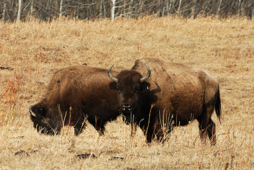 Elk Island National Park