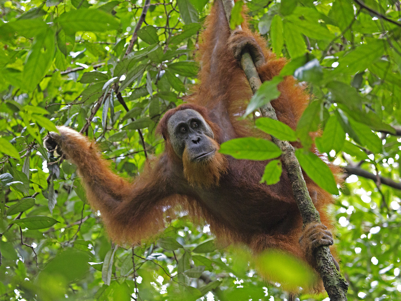 Bukit Lawang