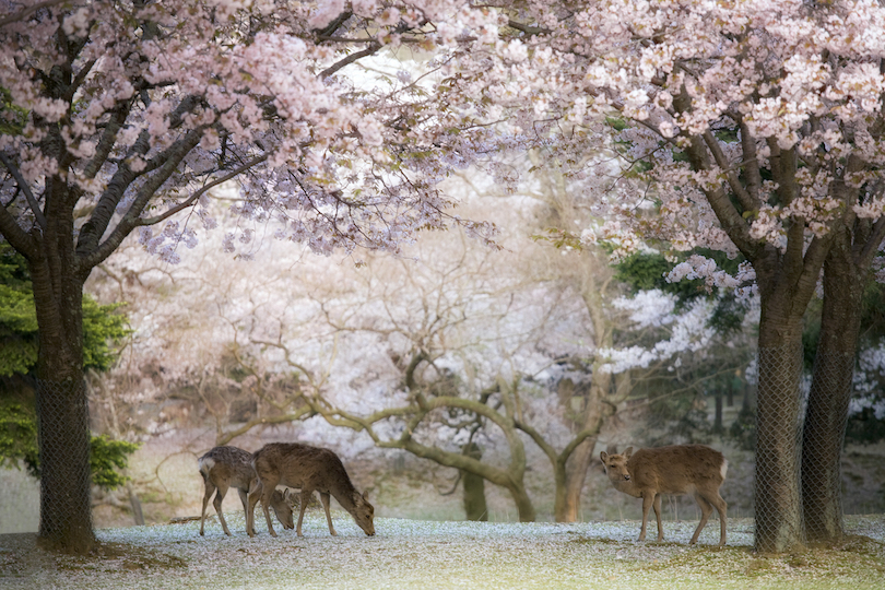 Nara Deer