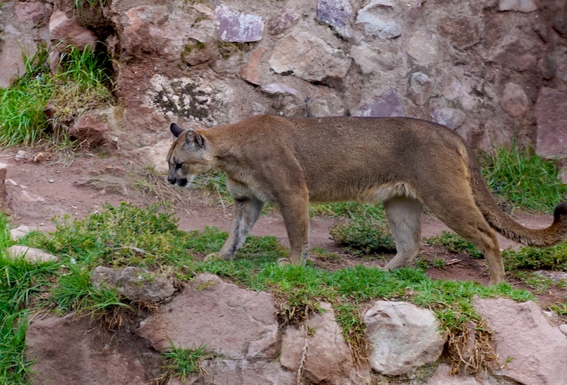 Cochahuasi Animal Sanctuary