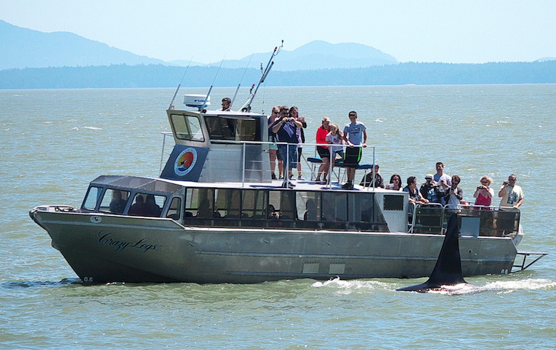 Vancouver Whale Watching