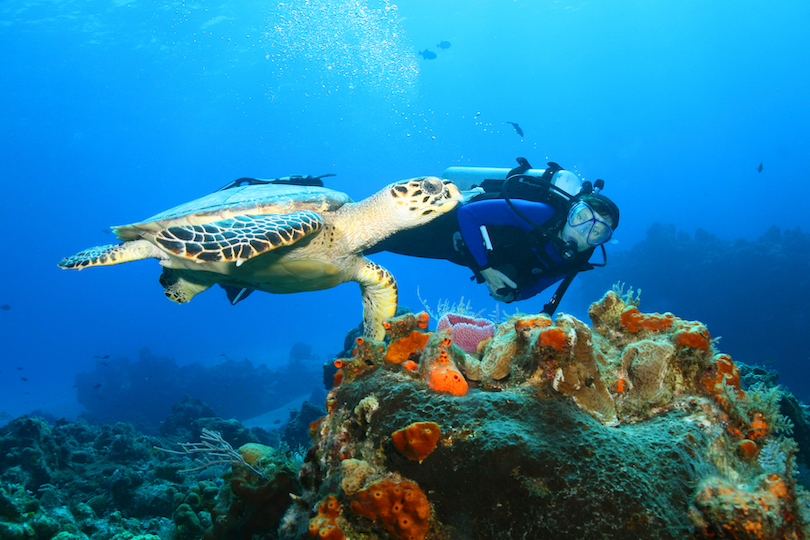 Cozumel Diving