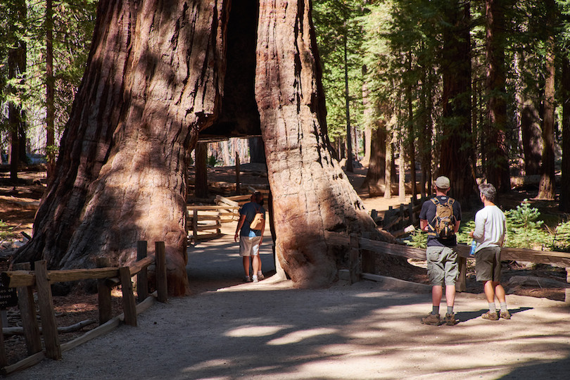 Mariposa Grove