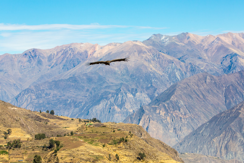 Flying condor over Colca Canyon