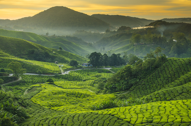 Tea plantation in Cameron highlands