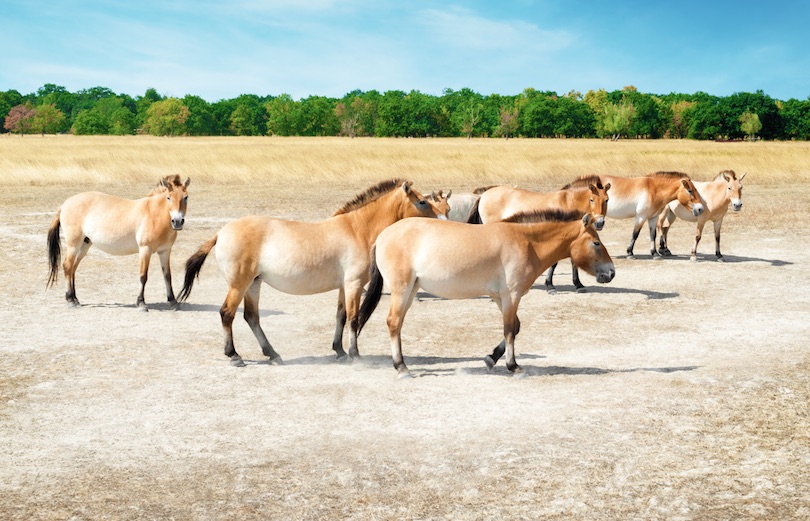 Hortobagy National Park