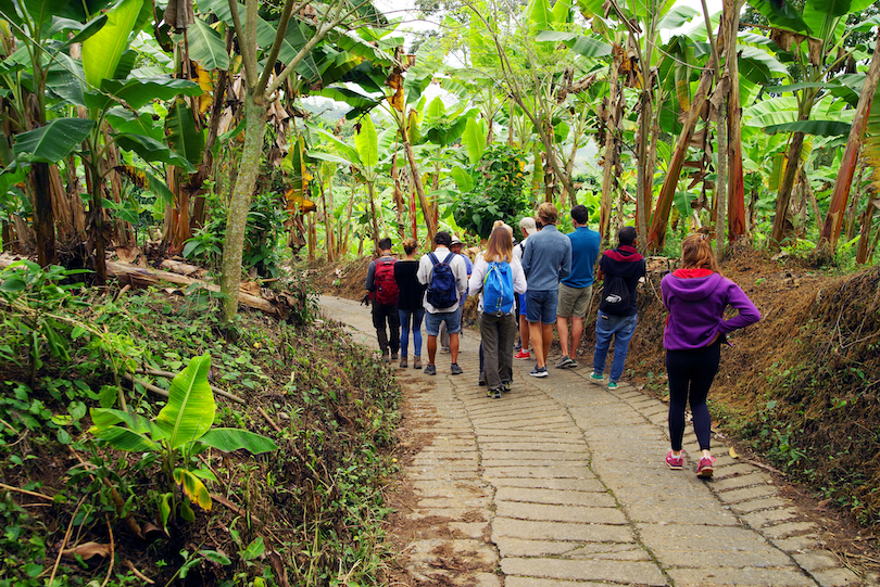 Coffee Plantation