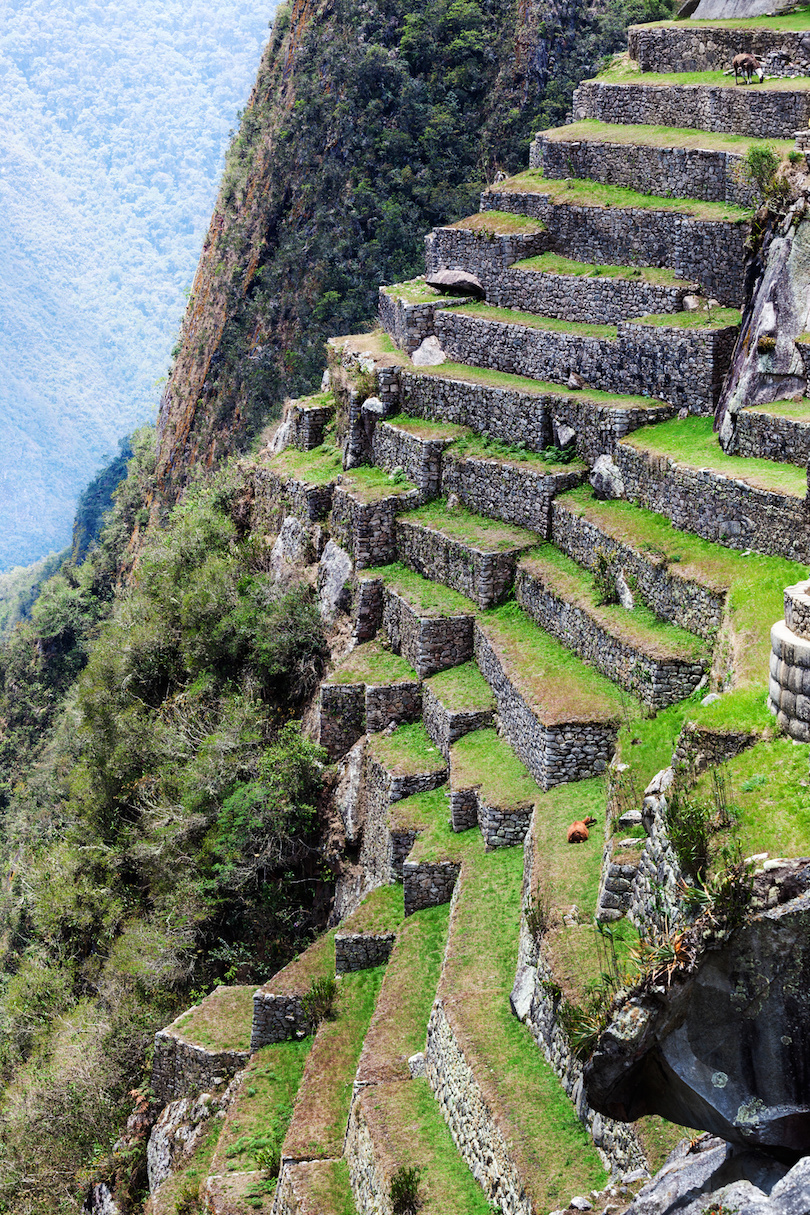 terraces of Machu Picchu