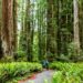 Stout Grove