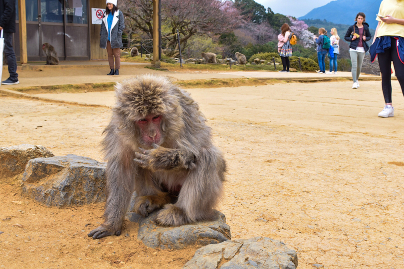 Monkey Park Iwatayama
