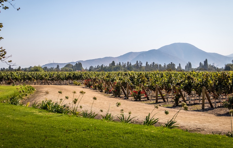 Visit a Winery