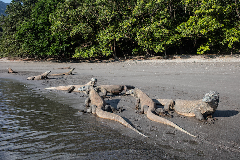 Komodo Island