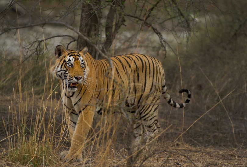 Ranthambhore National Park