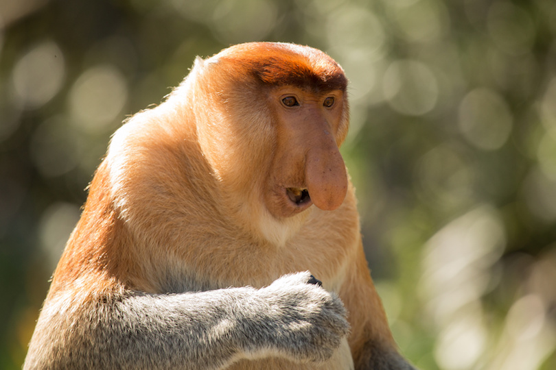 long-nosed monkey