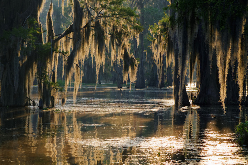 Louisiana Wetlands