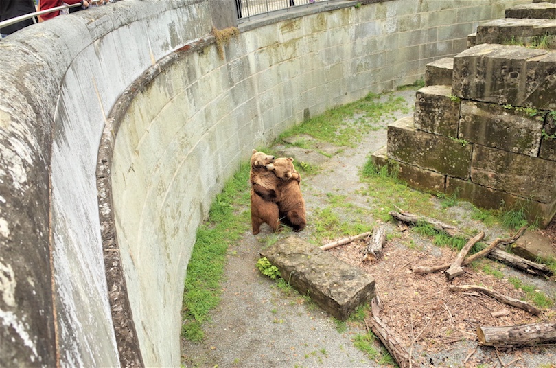 Bear Pit