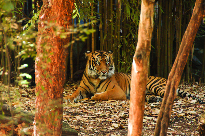 Melbourne Zoo