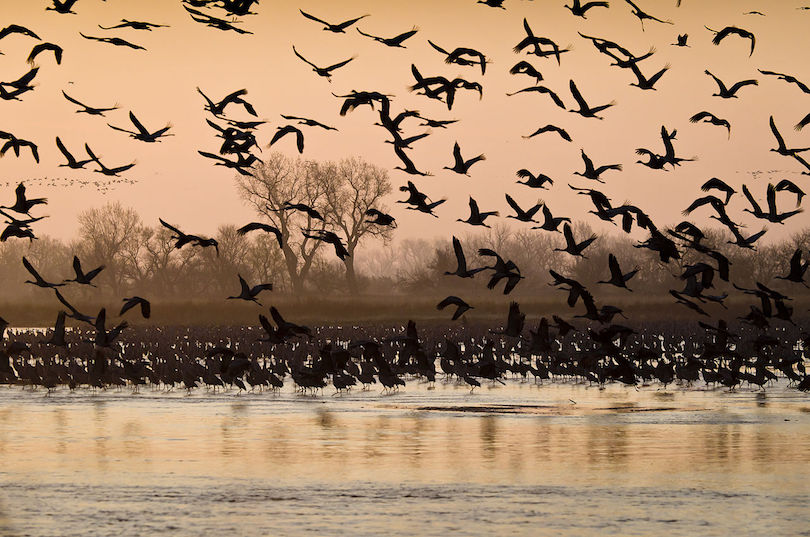 Sandhill Crane Migration