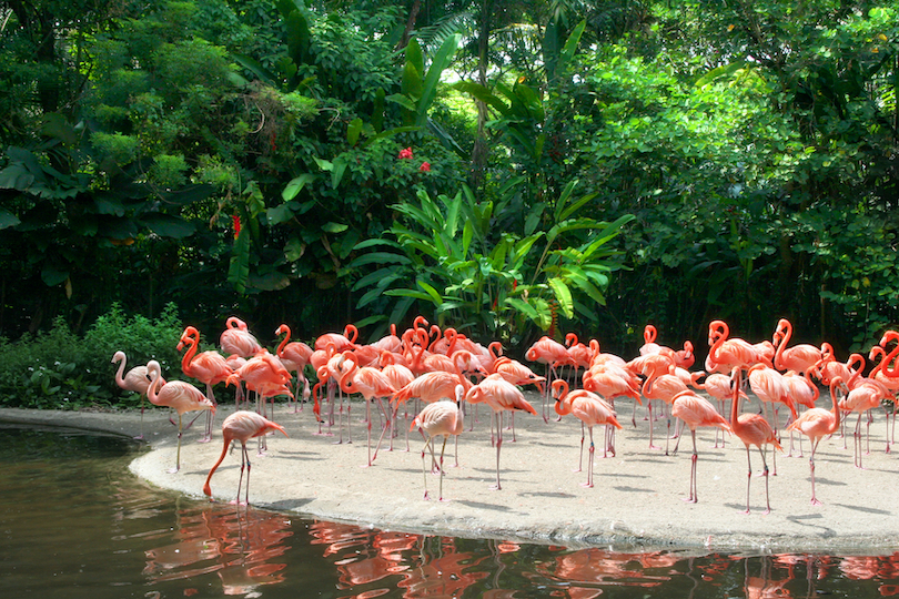 tourist destinations miami Zoo Miami