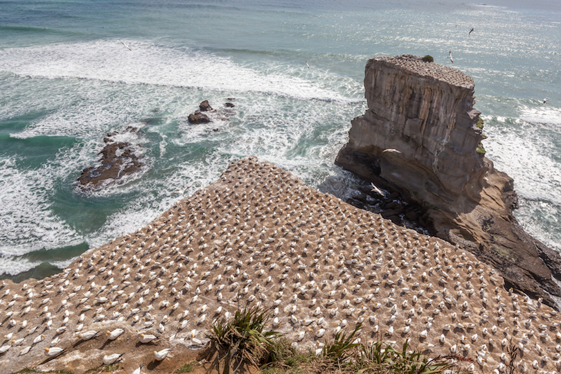 Muriwai