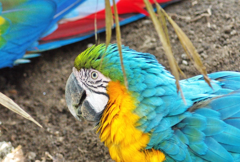 Quito Zoo
