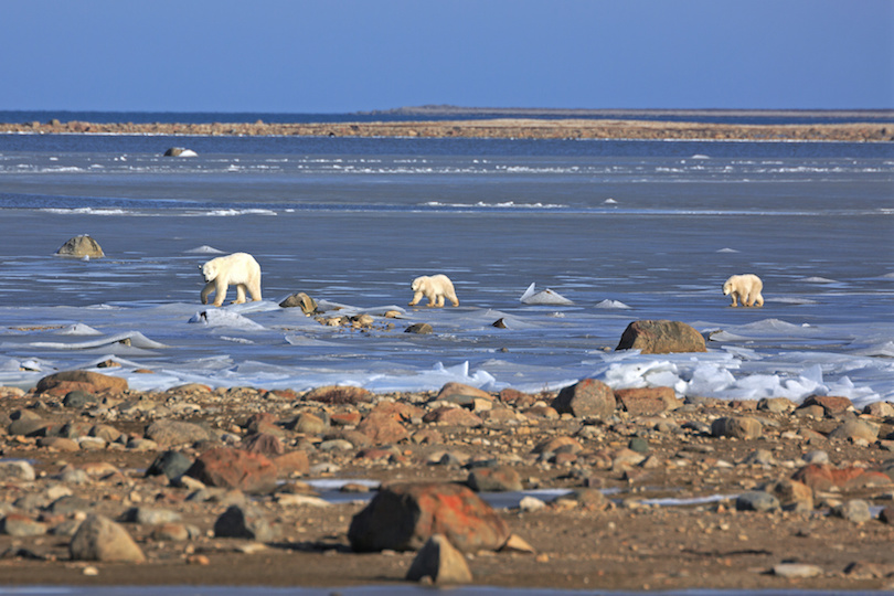 Polar Bears