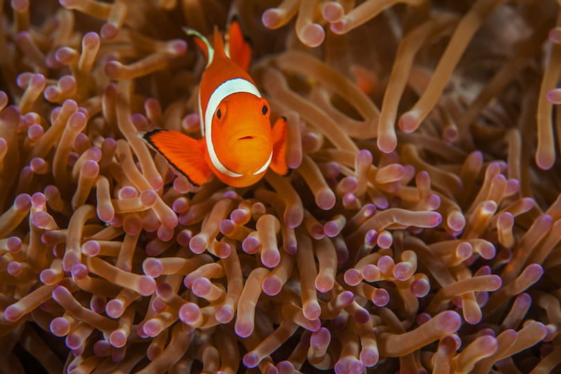 Clownfish close-up. Sipadan island.