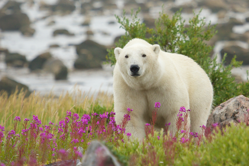 Churchill, Manitoba