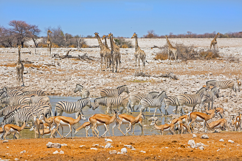 Etosha National Park