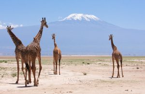 Amboseli